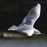 Buy canvas prints of seagull by nick wastie