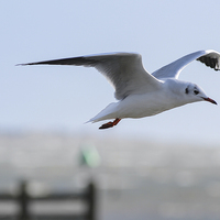 Buy canvas prints of do love a seagull by nick wastie