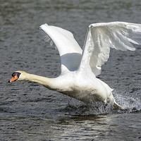 Buy canvas prints of swan ready for landing by nick wastie