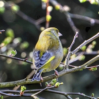 Buy canvas prints of beautiful greenfinch by nick wastie