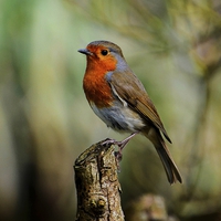 Buy canvas prints of robin redbreast by nick wastie