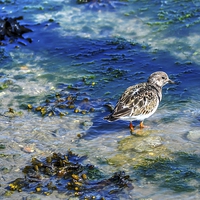 Buy canvas prints of pretty turnstone by nick wastie