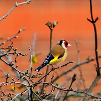 Buy canvas prints of goldfinch by nick wastie
