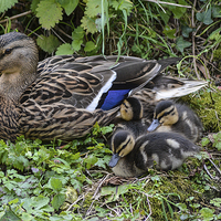 Buy canvas prints of mum with ducklings by nick wastie