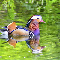 Buy canvas prints of mandarin duck by nick wastie