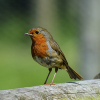 Buy canvas prints of my mate robin by nick wastie