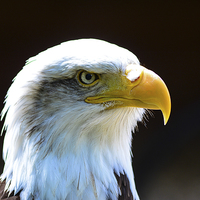 Buy canvas prints of beautiful eagle by nick wastie