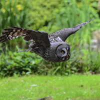 Buy canvas prints of owl searching for prey by nick wastie