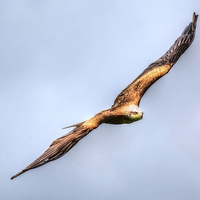 Buy canvas prints of red kite bird of prey by nick wastie