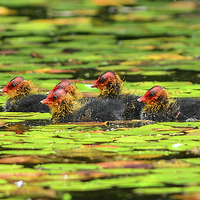 Buy canvas prints of moorhen chicks by nick wastie