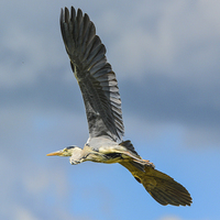 Buy canvas prints of blue heron by nick wastie