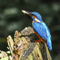 Buy canvas prints of kingfisher by nick wastie