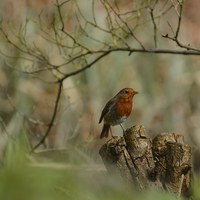 Buy canvas prints of  christmas robin by nick wastie