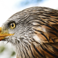 Buy canvas prints of  red kite headshot by nick wastie
