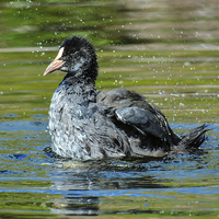 Buy canvas prints of  coot on the water by nick wastie