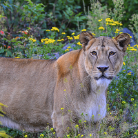 Buy canvas prints of  lioness  by nick wastie