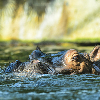 Buy canvas prints of  hippo by nick wastie