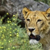 Buy canvas prints of  lioness by nick wastie