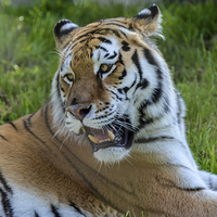 Buy canvas prints of  tiger by nick wastie