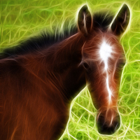 Buy canvas prints of Fractal Foal by Chaz Gelder