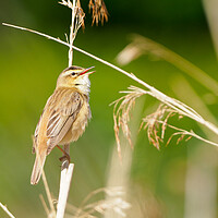Buy canvas prints of Sedge Warbler by Tommy Dickson
