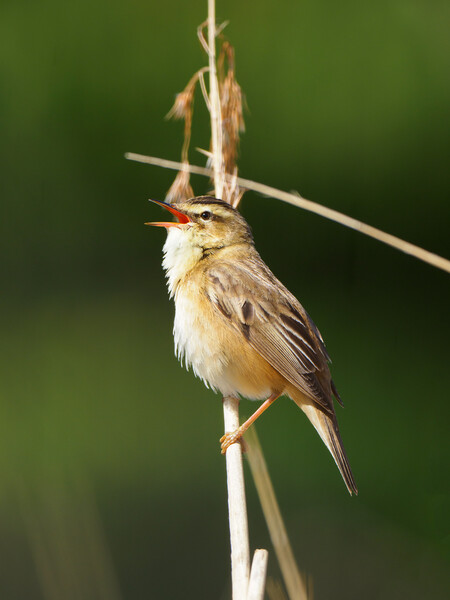 Sedge Warbler Picture Board by Tommy Dickson