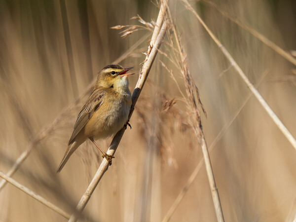 Sedge Warbler. Picture Board by Tommy Dickson