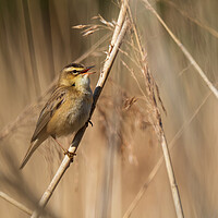 Buy canvas prints of Sedge Warbler. by Tommy Dickson