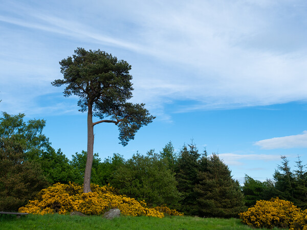 Scots Pine Picture Board by Tommy Dickson