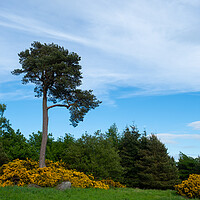 Buy canvas prints of Scots Pine by Tommy Dickson
