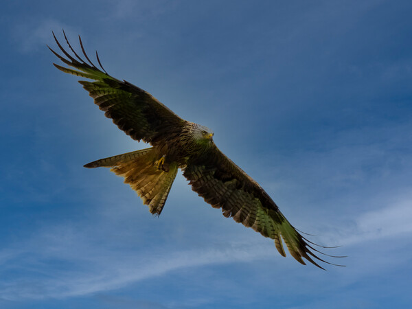 Red Kite flying against blue sky. Picture Board by Tommy Dickson