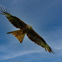 Buy canvas prints of Red Kite flying against blue sky. by Tommy Dickson
