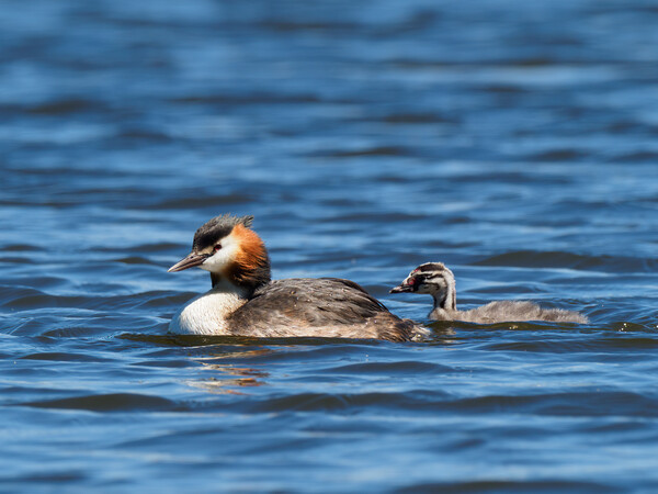 Great Crested Grebe and chick. Picture Board by Tommy Dickson