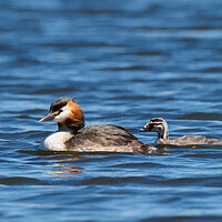 Buy canvas prints of Great Crested Grebe and chick. by Tommy Dickson