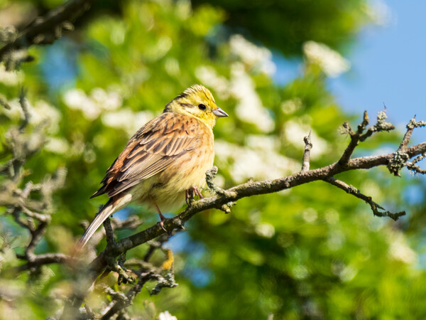 Yellowhammer perched in a tree. Picture Board by Tommy Dickson
