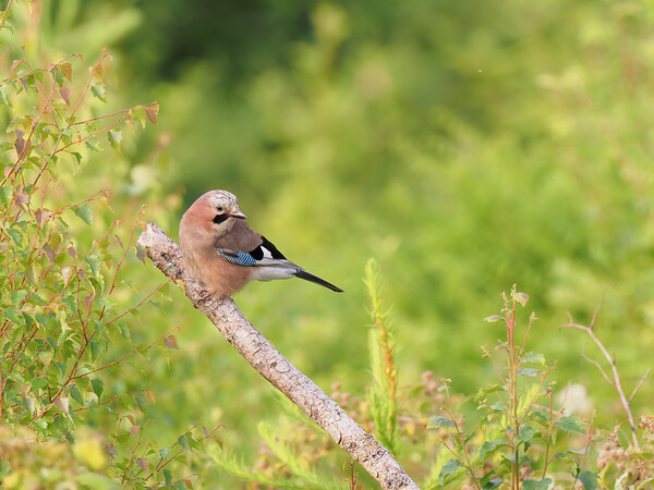 Eurasian Jay Picture Board by Tommy Dickson