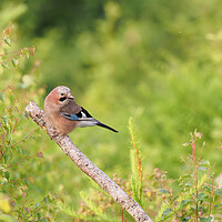 Buy canvas prints of Eurasian Jay by Tommy Dickson