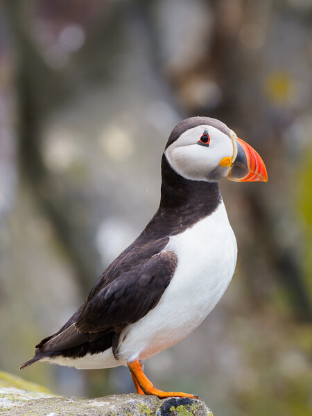 Majestic Atlantic Puffin on Isle Of May Picture Board by Tommy Dickson