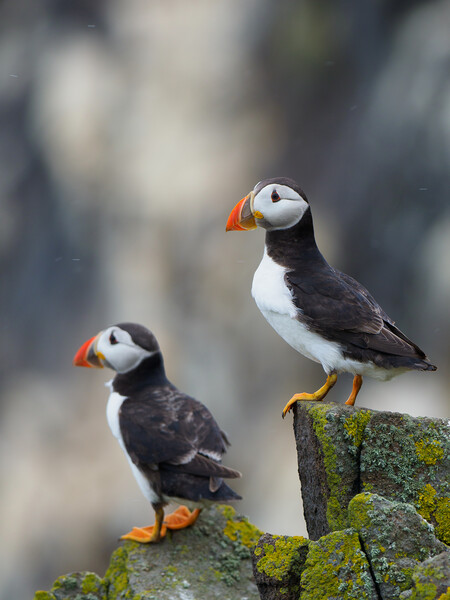 Isle Of May Puffins.  Picture Board by Tommy Dickson