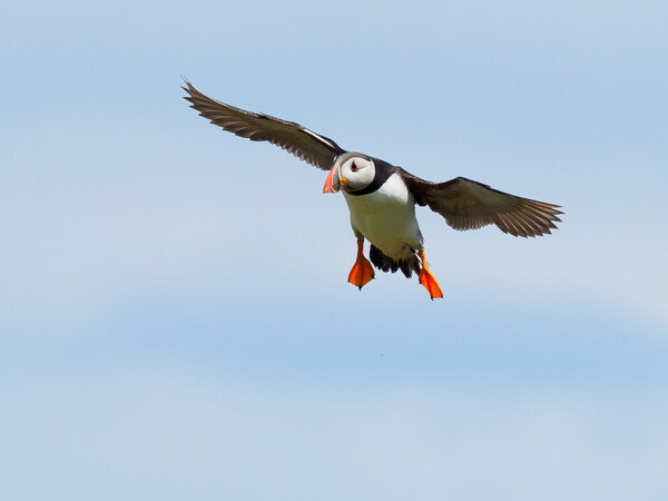 Atlantic Puffin Landing Picture Board by Tommy Dickson