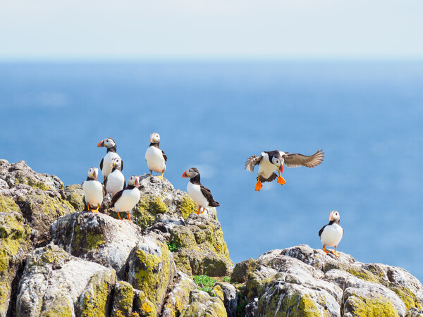 Majestic Isle of May Puffins Picture Board by Tommy Dickson