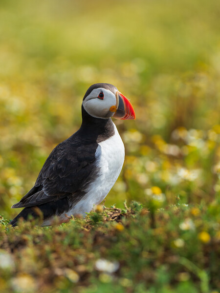 Isle Of May Puffin.  Picture Board by Tommy Dickson