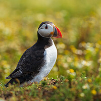 Buy canvas prints of Isle Of May Puffin.  by Tommy Dickson