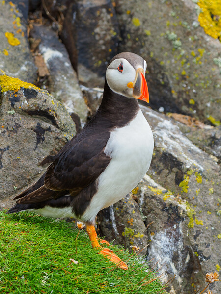 Atlantic Puffin on the Isle Of May Picture Board by Tommy Dickson