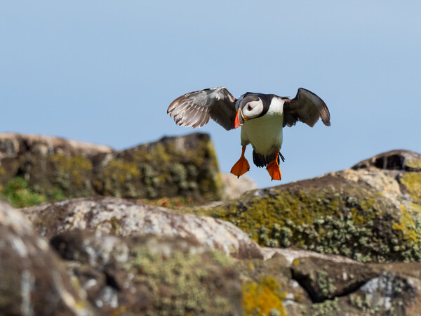 Puffin coming in to land on Isle Of May Picture Board by Tommy Dickson