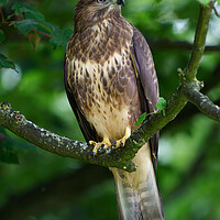 Buy canvas prints of Common Buzzard Portrait by Tommy Dickson