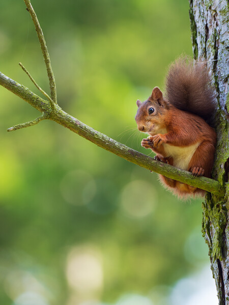 Red squirrel on a branch. Picture Board by Tommy Dickson