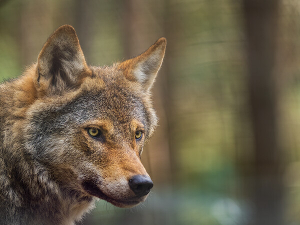 Majestic European Wolf in the Scottish Forest Picture Board by Tommy Dickson