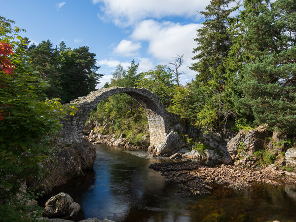 The Old Packhorse Bridge, Carrbridge, Scotland. Picture Board by Tommy Dickson