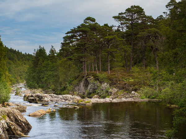 The River Affric, Glen Affric. Picture Board by Tommy Dickson